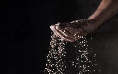 Photo of grain spilling out of a hand to illustrate the article Learning From the Parable of the Rich Fool 